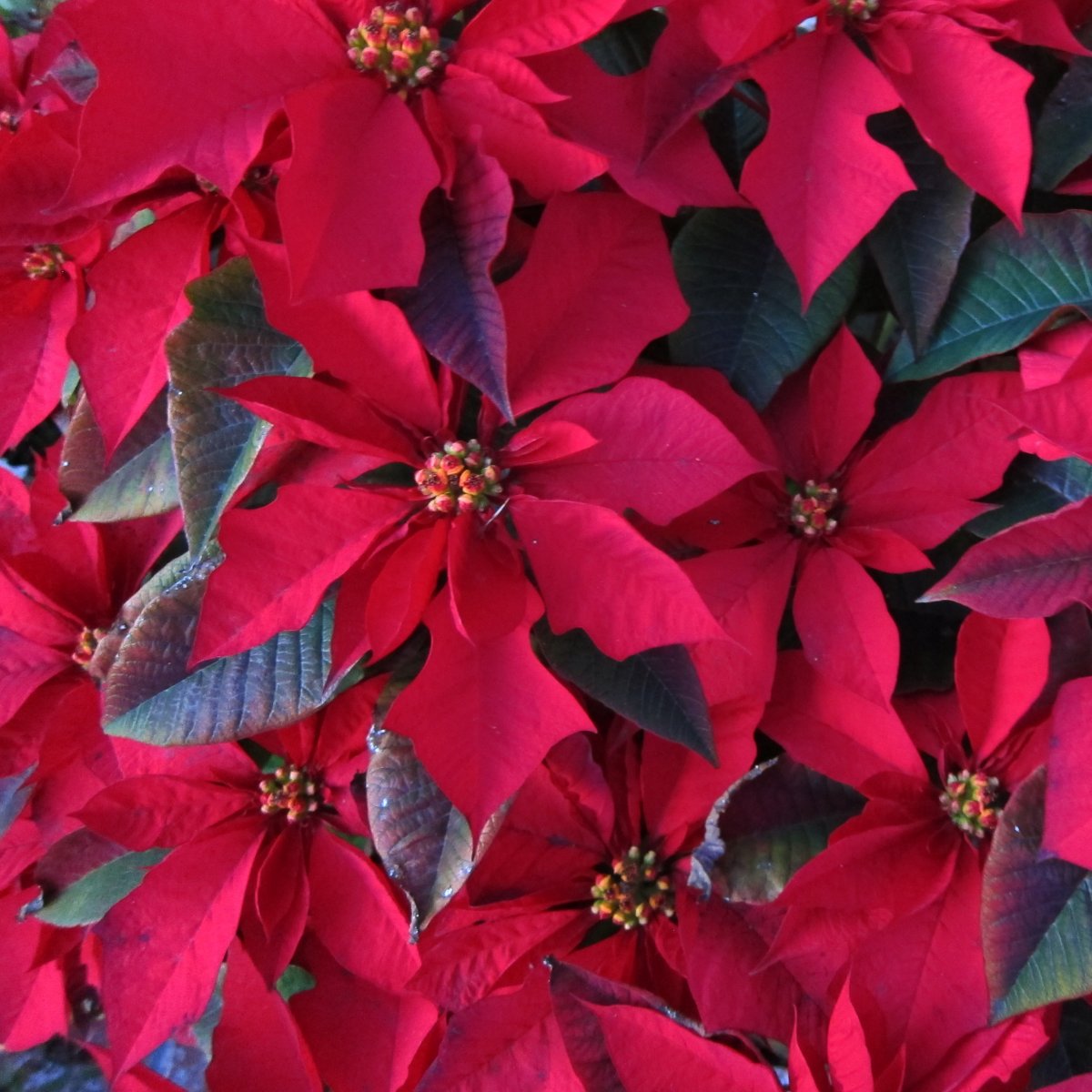 poinsettias-wont-kill-you-or-your-pets-though-you-still-shouldnt-eat-them-the-flowers-might-make-you-a-bit-sick-with-some-gastrointestinal-issues